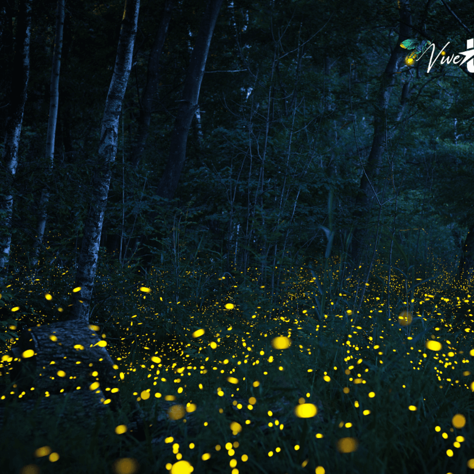 Avistamiento de Luciernagas