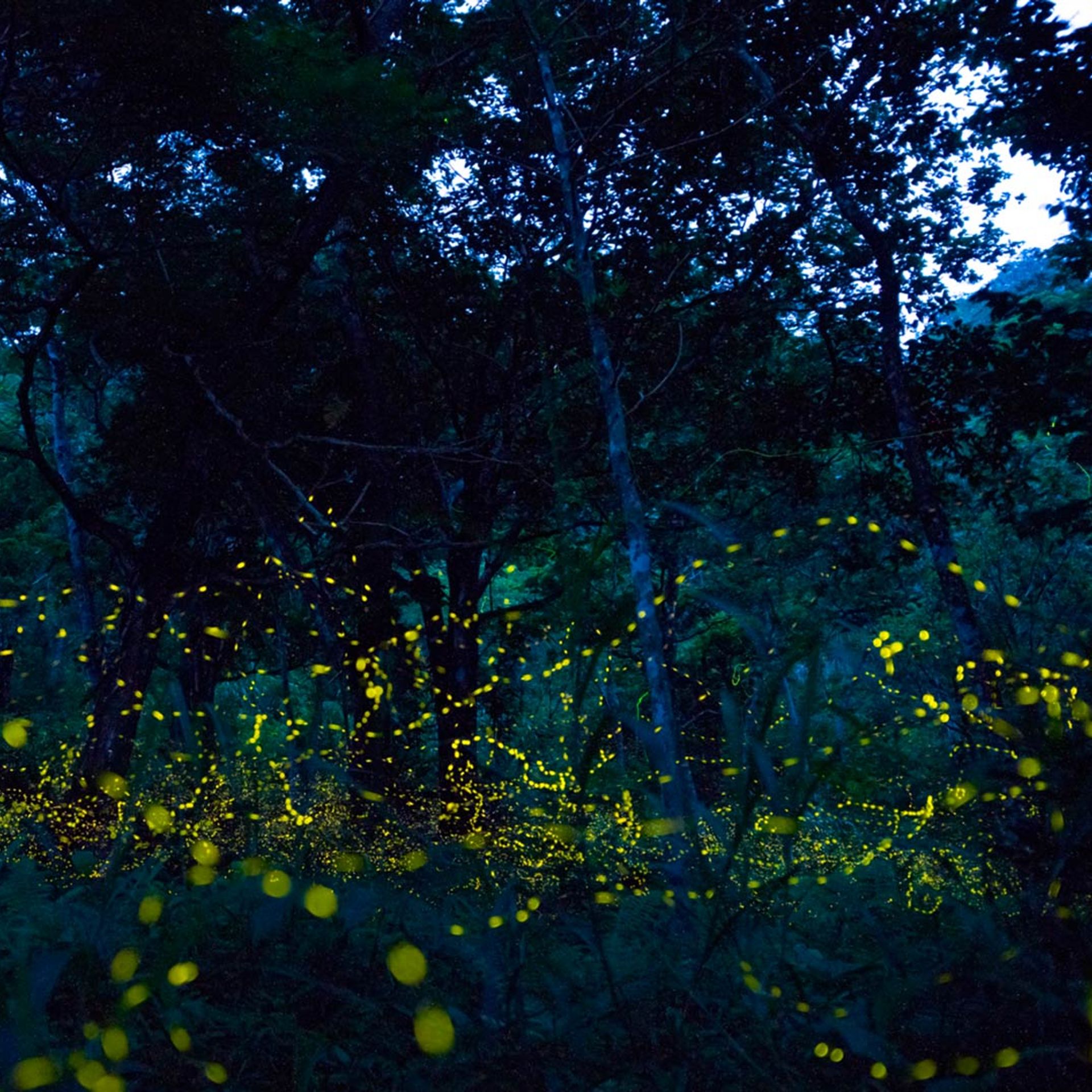 Avistamiento de Luciernagas en Nanacamilpa